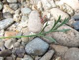 Artemisia borealis