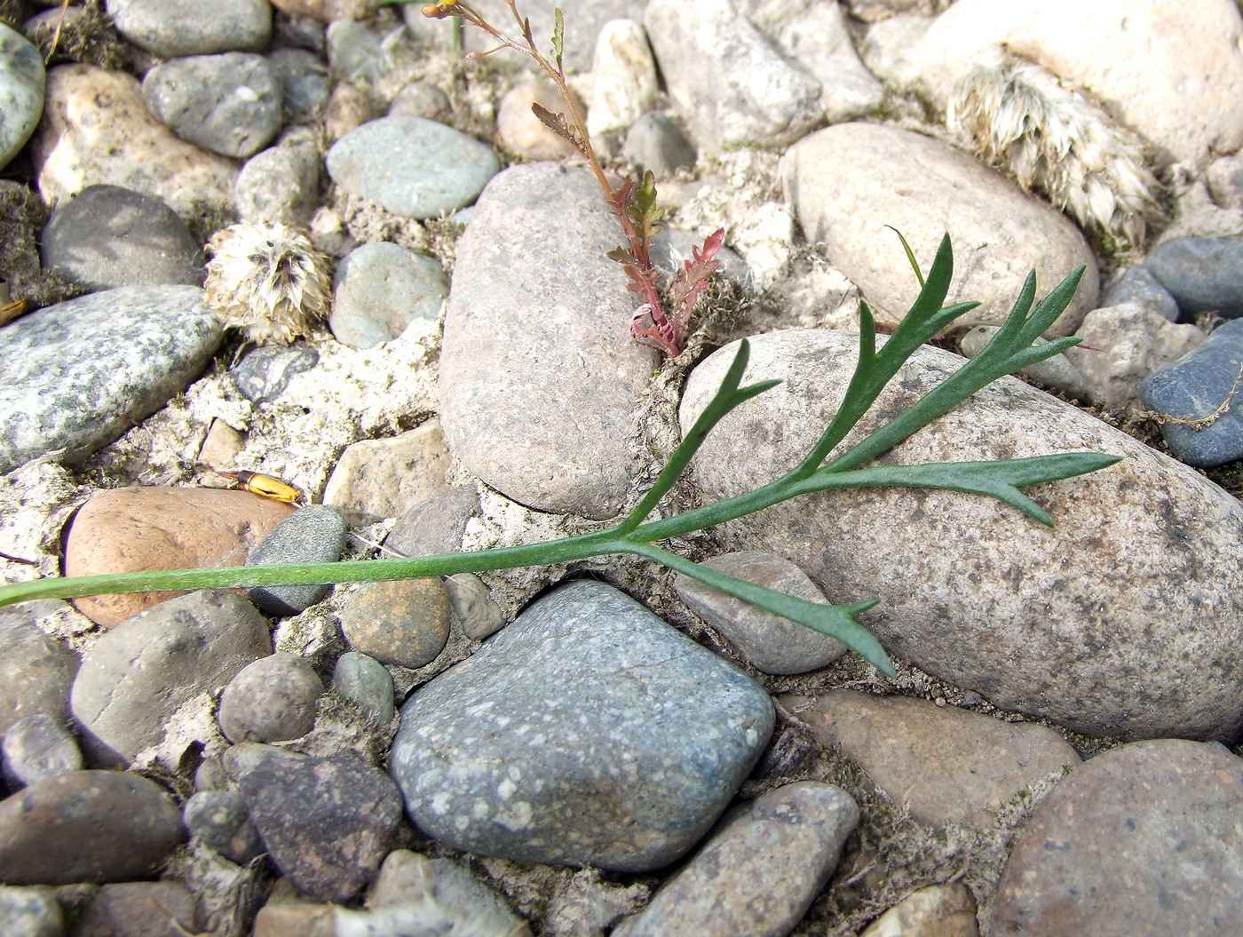 Изображение особи Artemisia borealis.