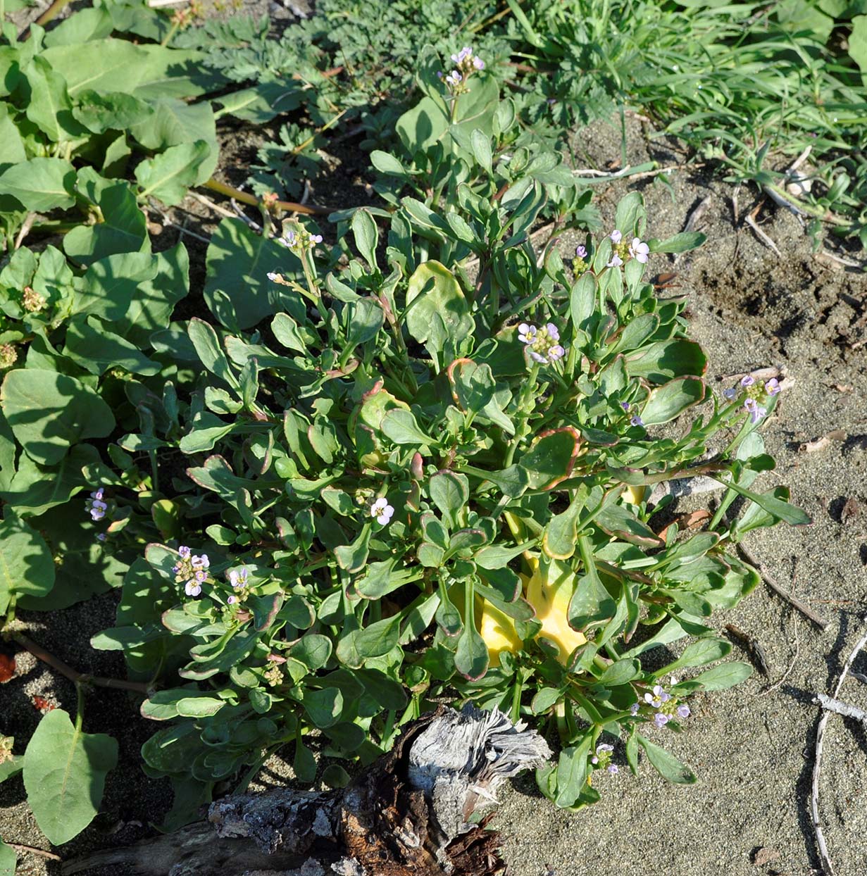 Image of Cakile maritima ssp. integrifolia specimen.