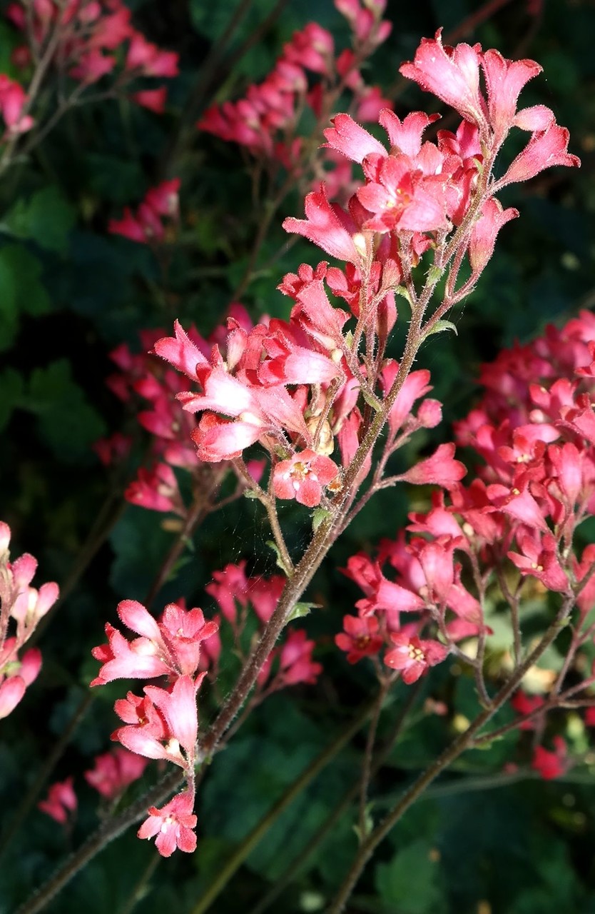 Image of genus Heuchera specimen.