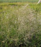 Gypsophila paniculata. Цветущее растение. Татарстан, Бугульминский р-н. 25.06.2010.