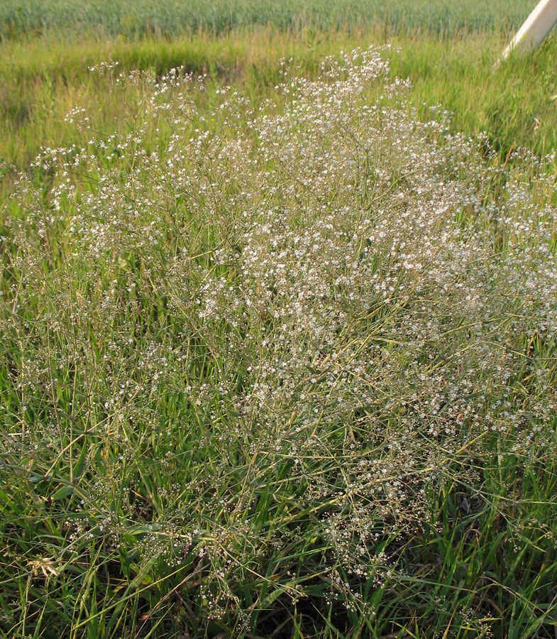 Image of Gypsophila paniculata specimen.