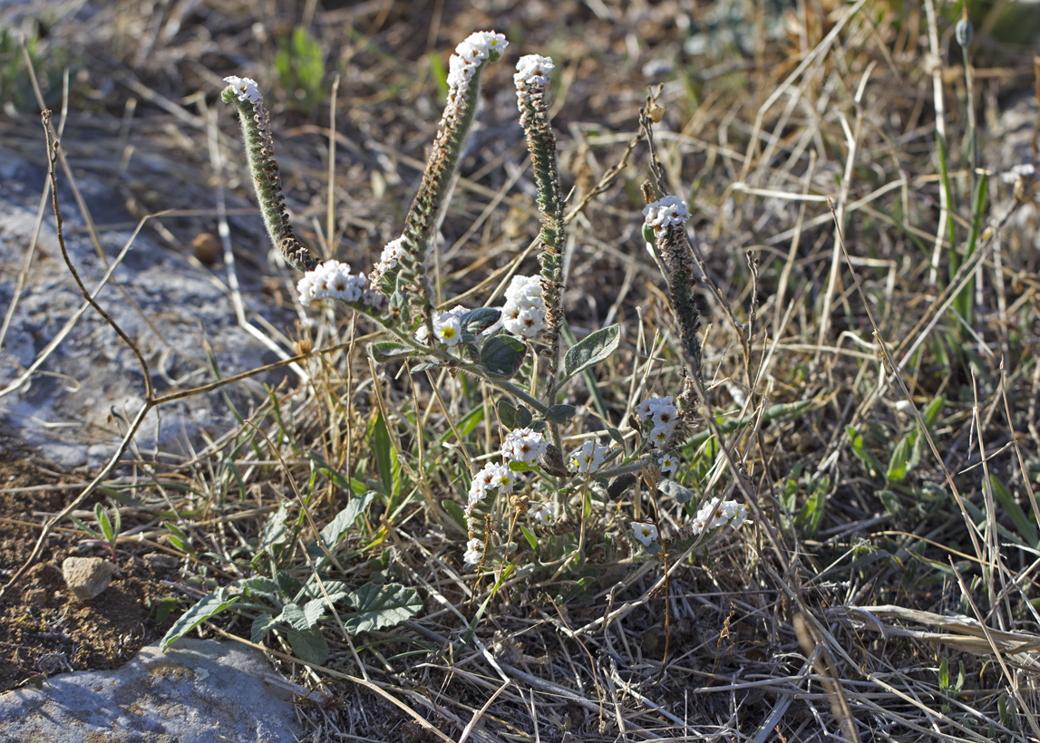 Изображение особи Heliotropium hirsutissimum.