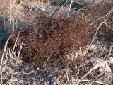 Hypericum triquetrifolium