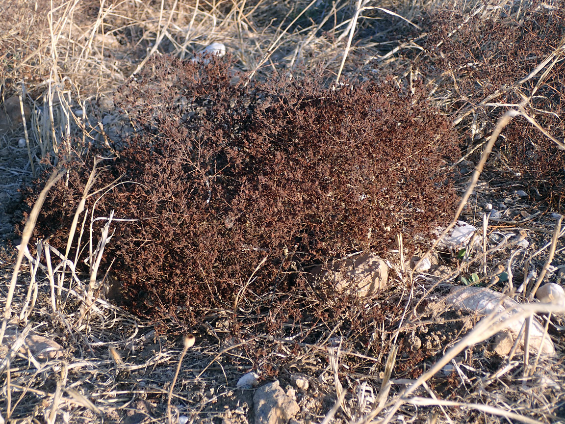 Image of Hypericum triquetrifolium specimen.