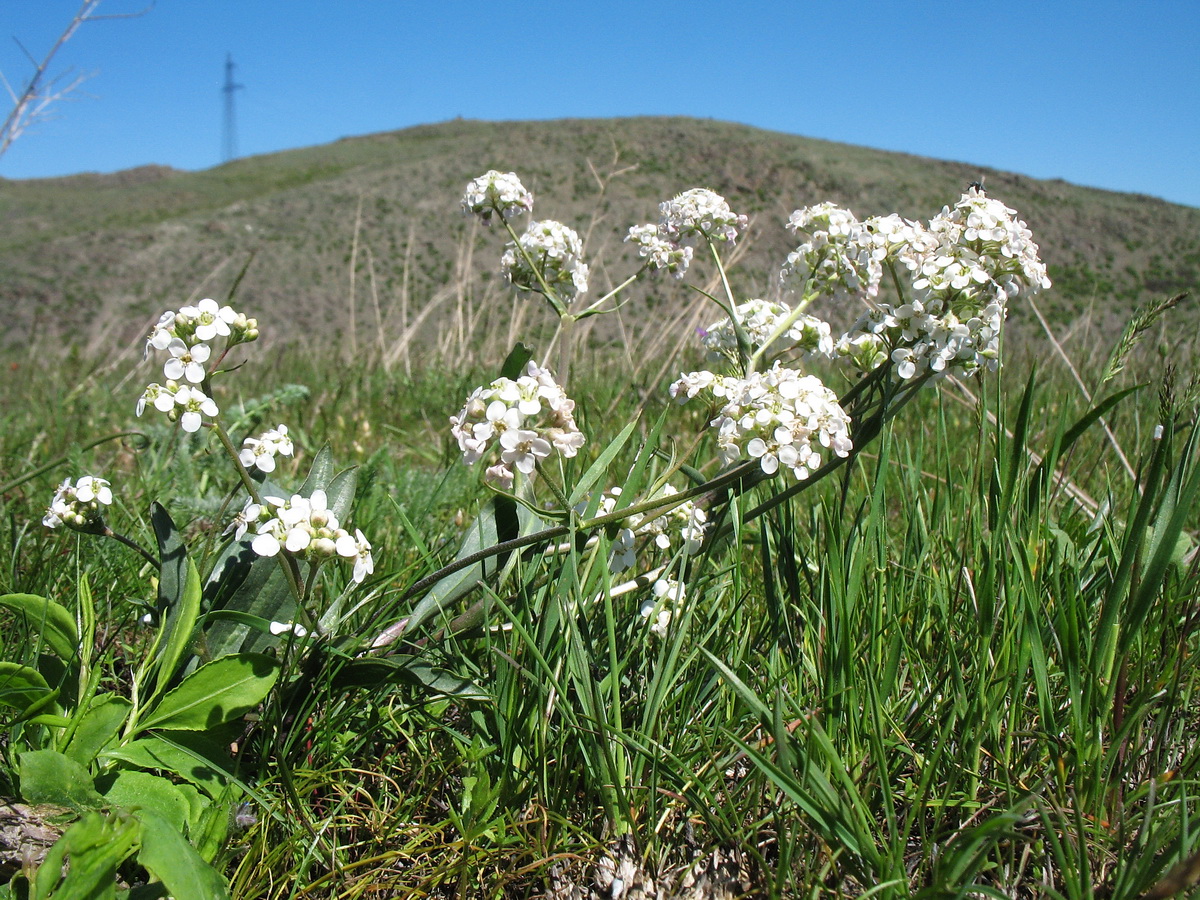 Image of Stubendorffia lipskyi specimen.