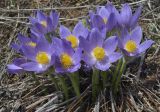 Pulsatilla patens