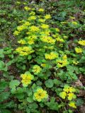 Chrysosplenium alternifolium