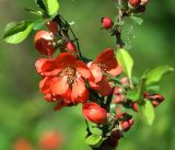 Chaenomeles japonica