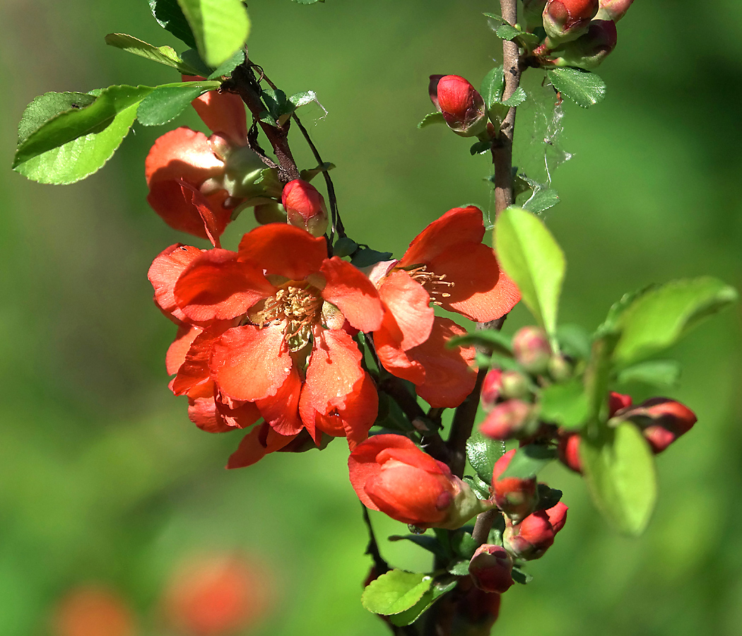 Image of Chaenomeles japonica specimen.