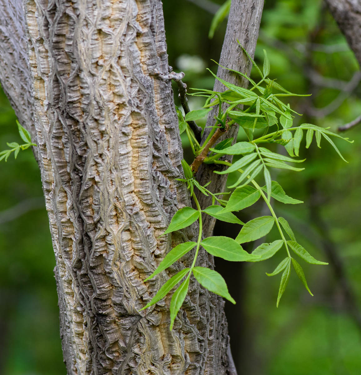 Image of Phellodendron amurense specimen.