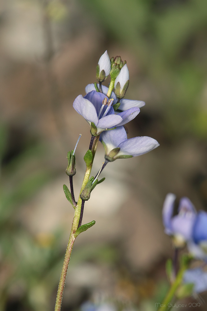 Image of Veronica taurica specimen.