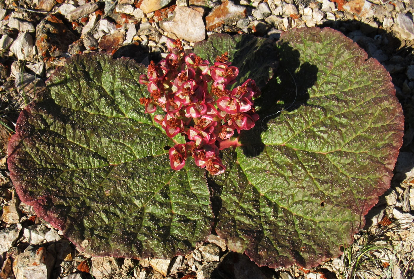 Image of Rheum nanum specimen.