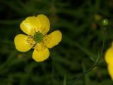 Ranunculus glabriusculus