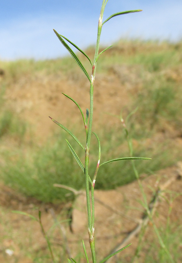 Изображение особи Polygonum salsugineum.