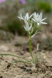 Ornithogalum navaschinii
