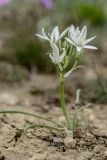 Ornithogalum navaschinii. Цветущее растение. ЮВ Крым, окр. пос. Коктебель, сухой степной склон. 02.05.2019.