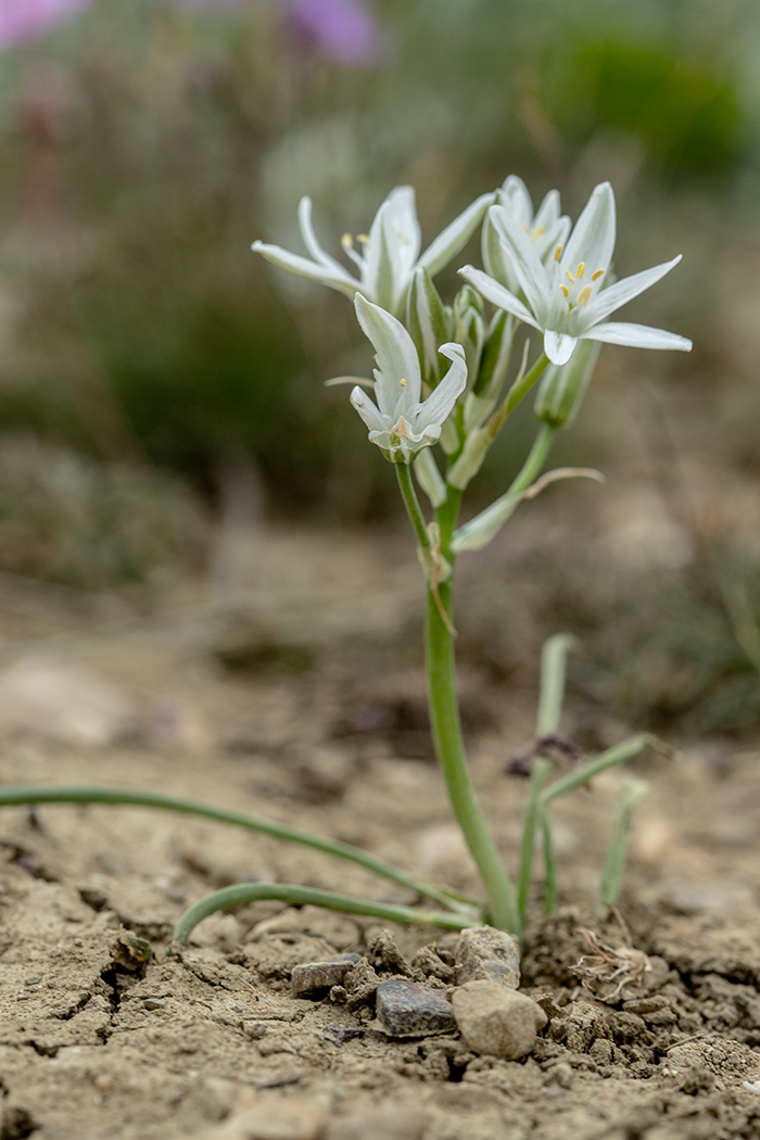 Image of Ornithogalum navaschinii specimen.
