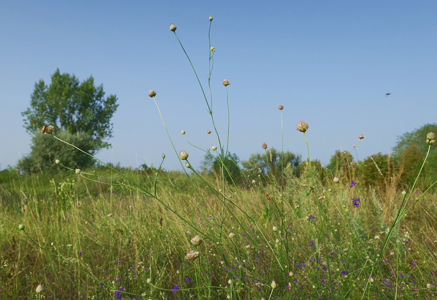 Изображение особи Cephalaria transsylvanica.