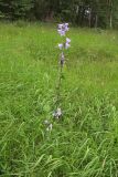 Campanula bononiensis