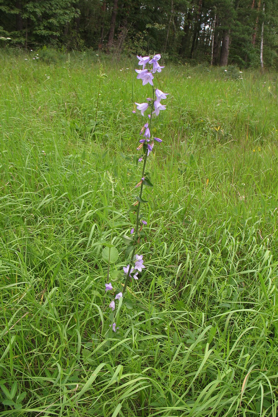 Изображение особи Campanula bononiensis.