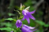 Campanula latifolia. Верхушка соцветия. Башкирия, Белорецкий р-н, гора Большой Иремель, ≈ 1200 м н.у.м., опушка смешанного леса. 30.07.2019.