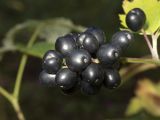 Actaea spicata