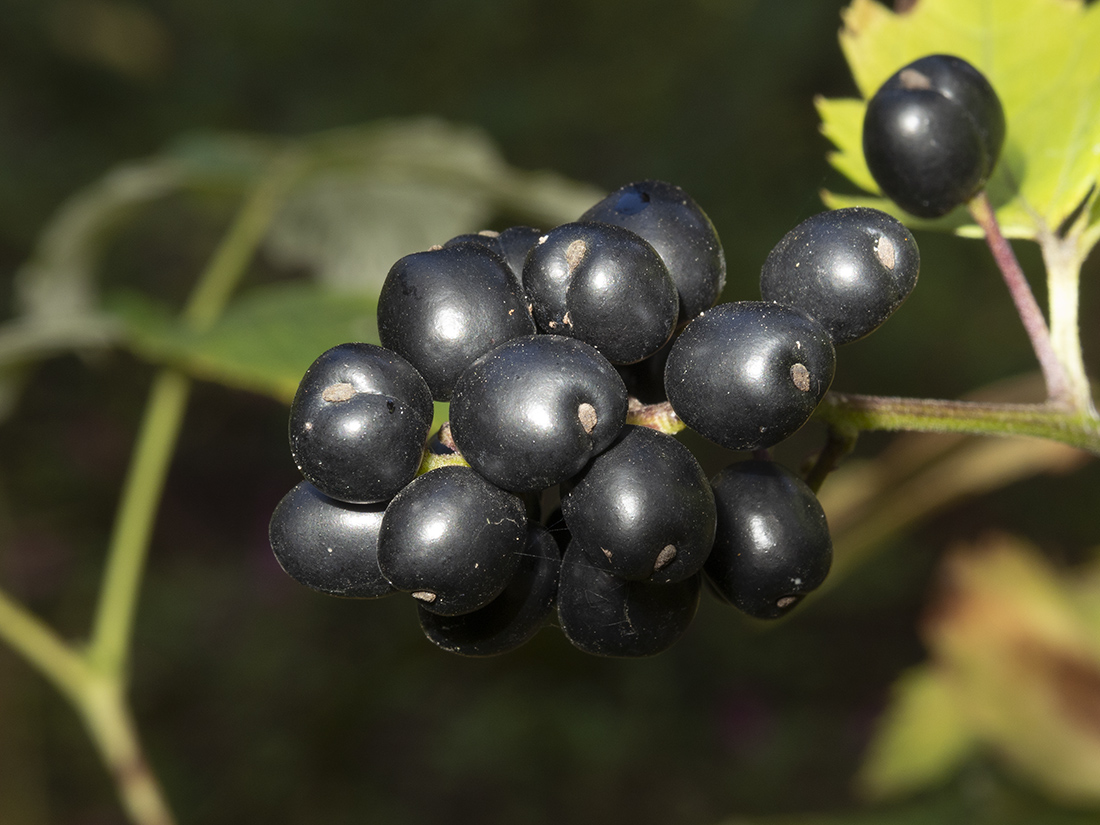 Image of Actaea spicata specimen.