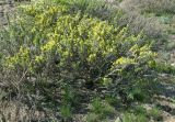 Caragana bongardiana