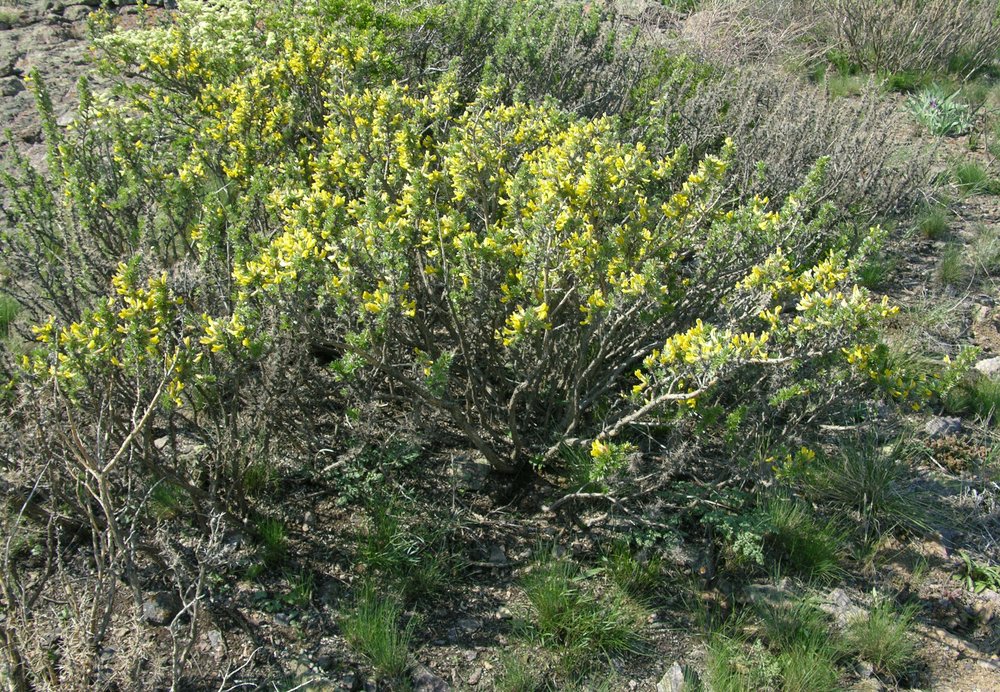 Изображение особи Caragana bongardiana.