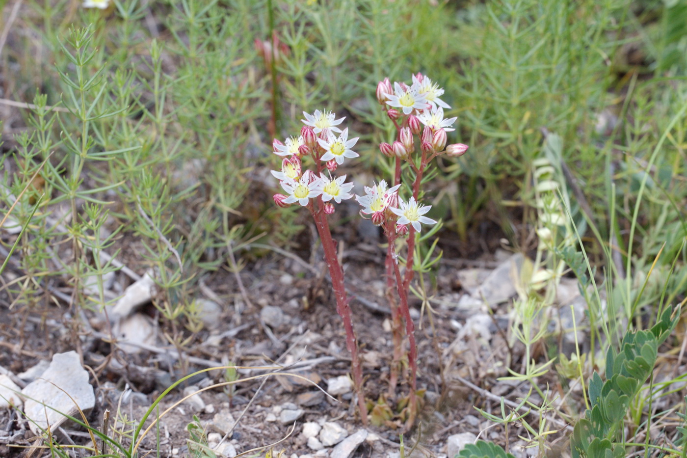 Image of Rosularia kokanica specimen.