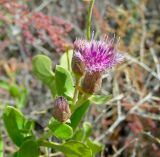 Karelinia caspia