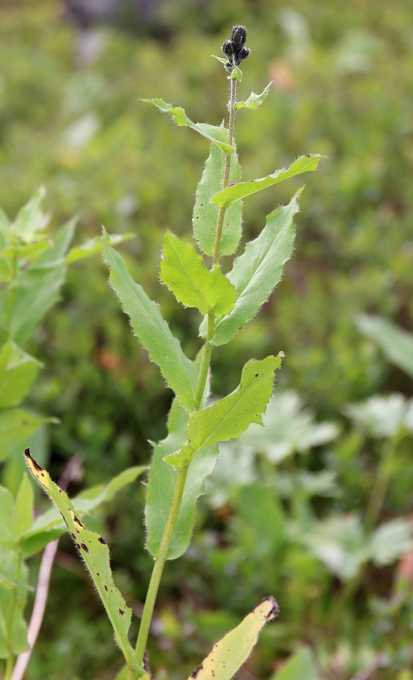 Image of Hieracium pseuderectum specimen.