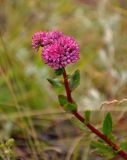 Hylotelephium triphyllum. Верхушка побега с соцветием. Челябинская обл., Кыштымский гор. округ, гора Сугомак, ≈ 600 м н.у.м., луговой склон. 04.08.2019.