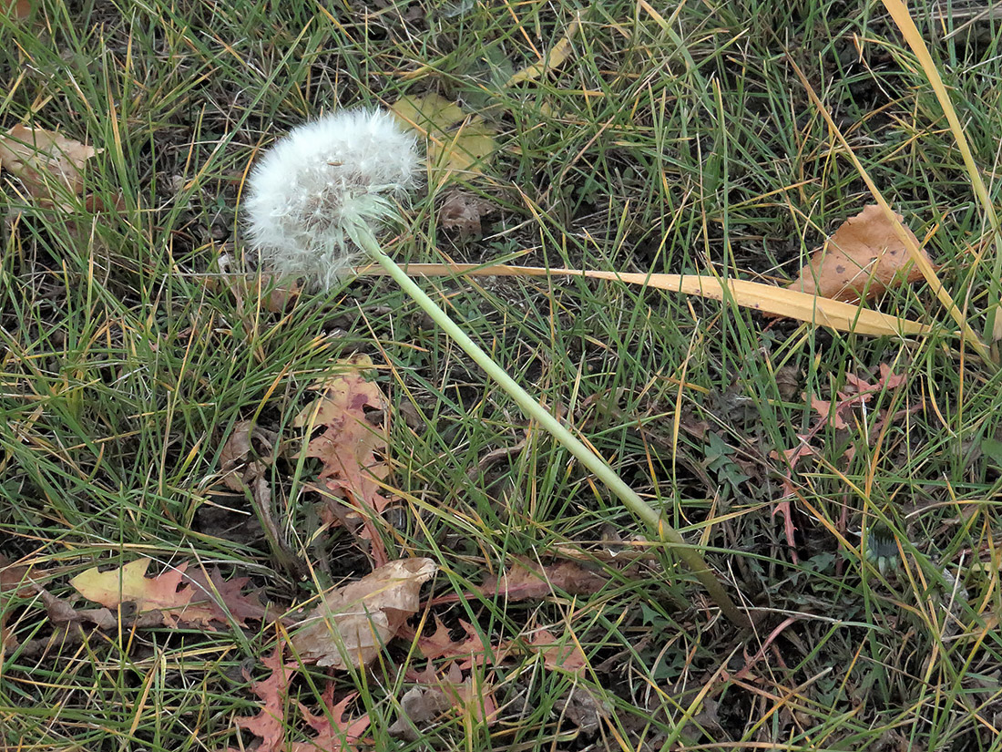 Image of genus Taraxacum specimen.