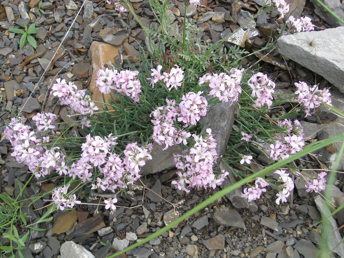 Image of Gypsophila sambukii specimen.