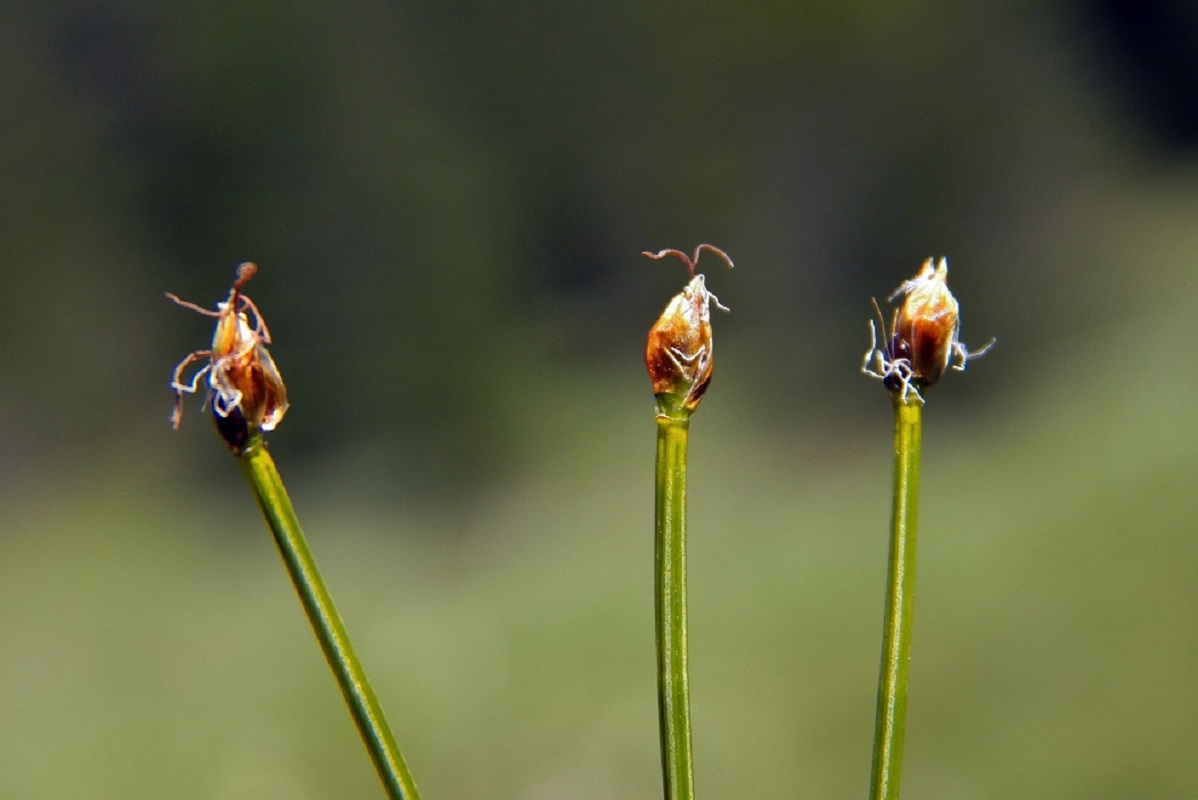 Изображение особи Trichophorum cespitosum.