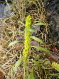 Rumex maritimus