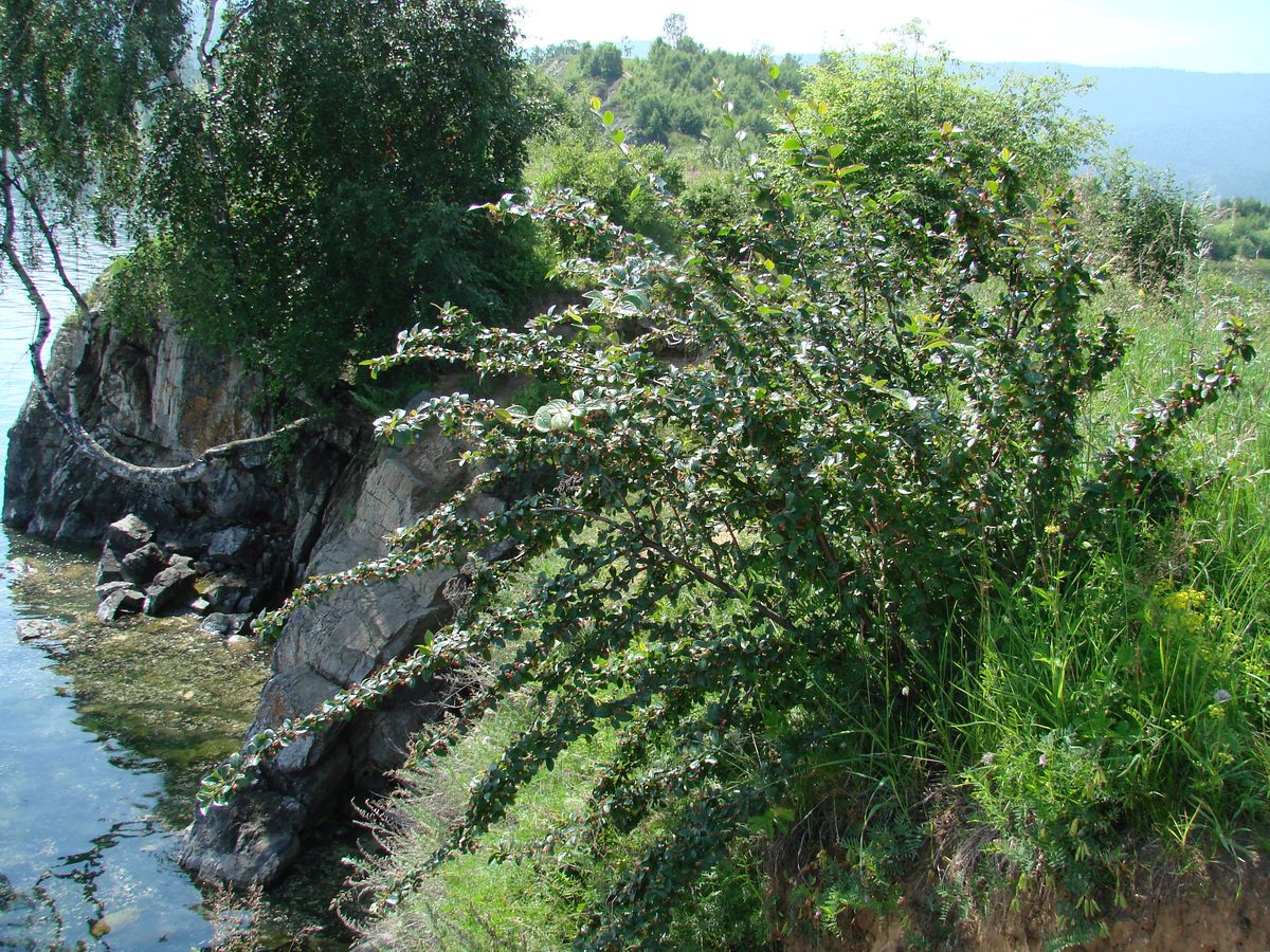 Image of Cotoneaster lucidus specimen.