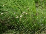 Eriophorum russeolum