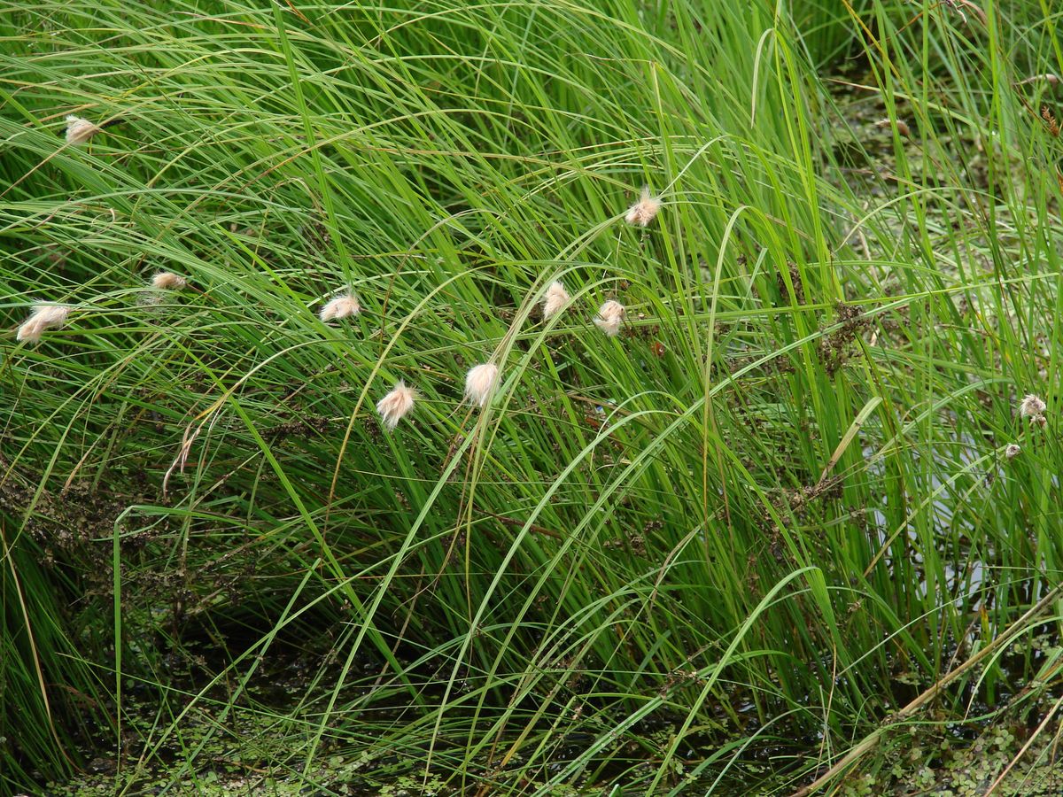 Изображение особи Eriophorum russeolum.