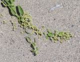Cryptocarpus pyriformis