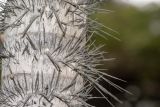 Aiphanes horrida