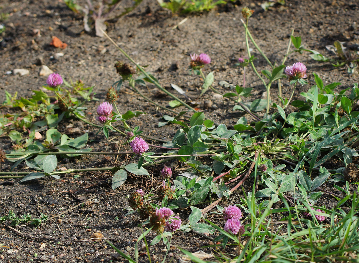 Image of Trifolium pratense specimen.