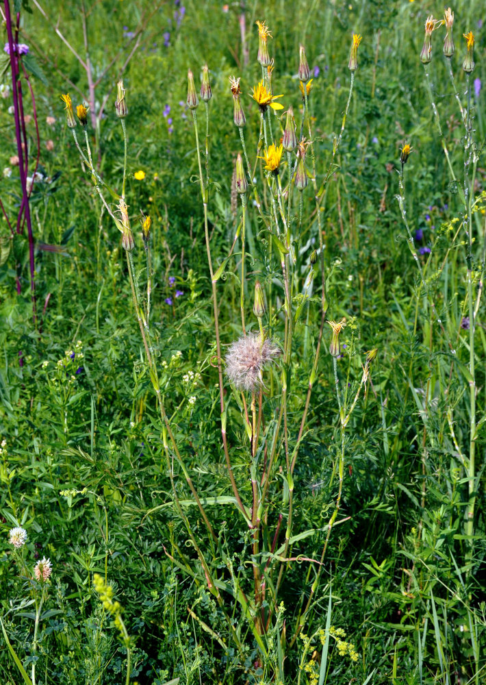 Изображение особи род Tragopogon.
