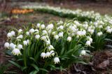 Leucojum vernum