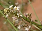 Crambe edentula