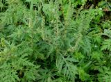 Ambrosia artemisiifolia