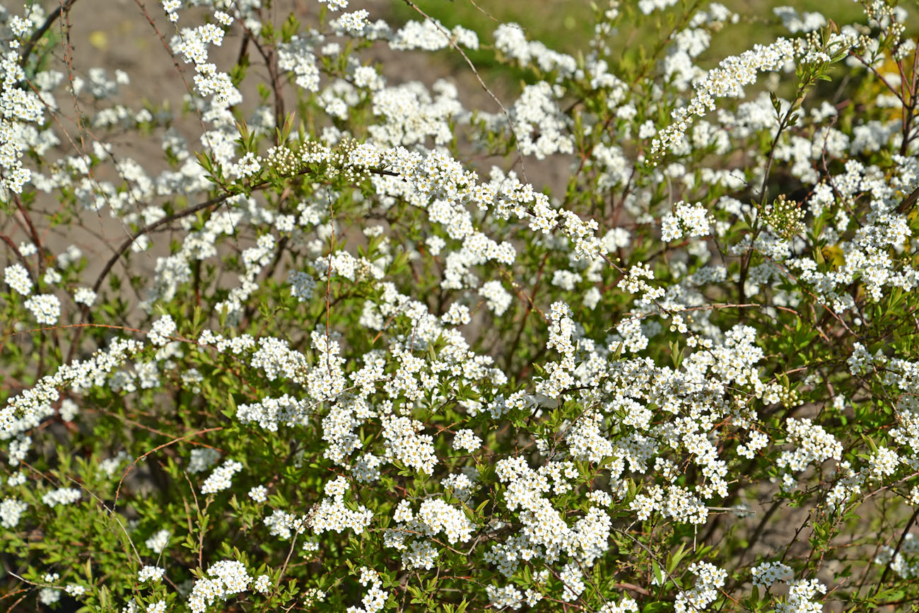 Изображение особи род Spiraea.