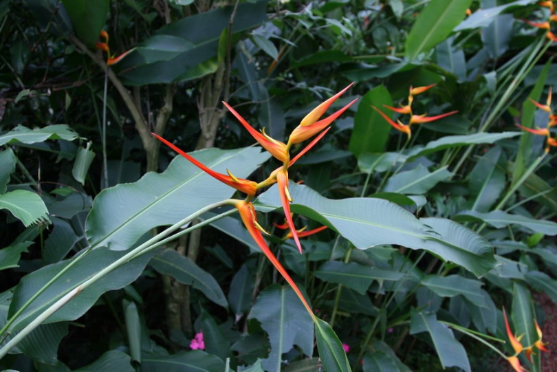 Image of Heliconia latispatha specimen.